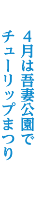 4月は吾妻公園で チューリップまつり
