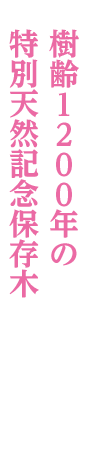 藤の牛島