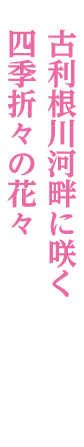 藤の牛島