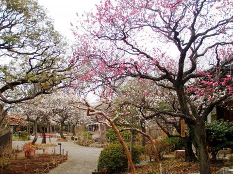 Mukojima-Hyakkaen Gardens