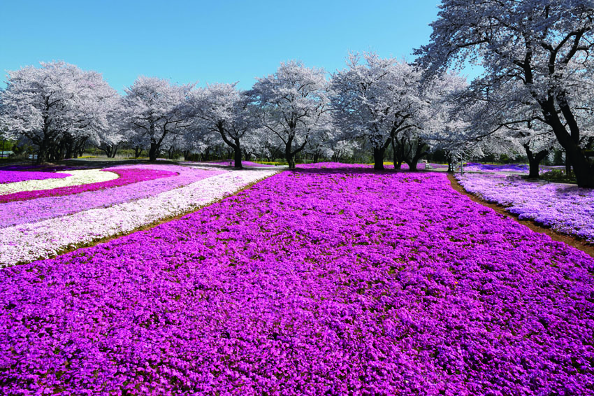 สวนดอกไม้ TOBU Treasure Garden