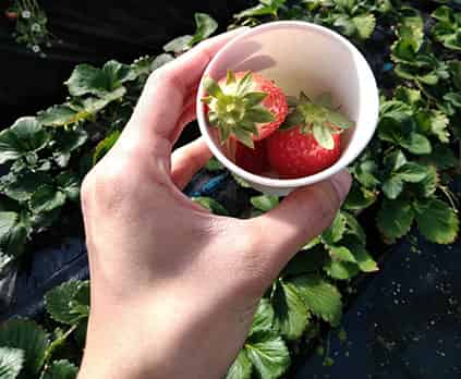 Fruit Picking(Strawberries / Blueberries)