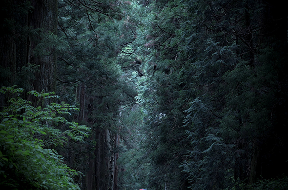 日光杉并木街道