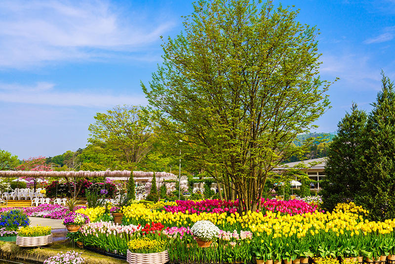 関東随一の花の楽園、あしかがフラワーパークで巨大なフジとイルミネーションを楽しむ