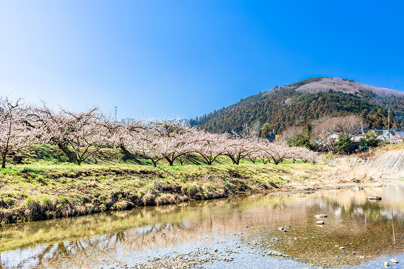 起源は南北朝時代! 関東三大梅林のひとつ「越生梅林」