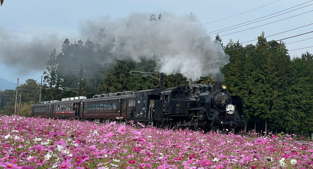 倉ケ崎お花畑とSL