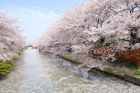 葛西用水の桜