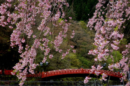 神橋も春爛漫