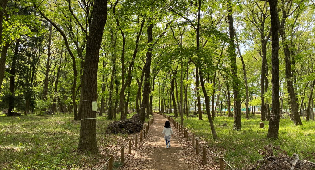 平地林の雑木林