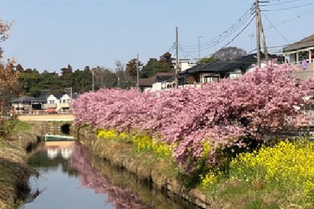 青毛堀川沿いの河津桜